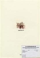 藏品(日本沙菜)的圖片